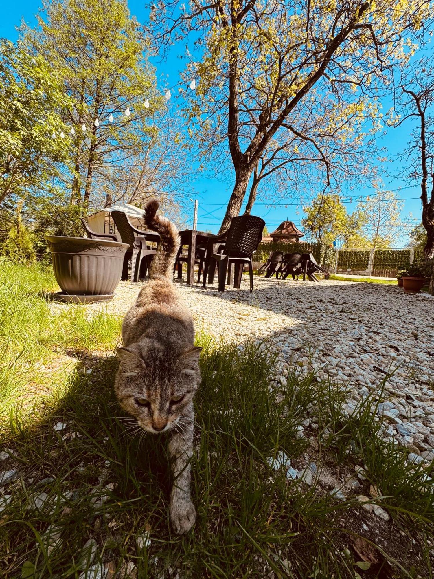 Hotel Casa Logascu Balta Exteriér fotografie